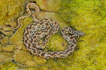 Viperine water snake, (Natrix maura), resting in shallow water, Italy, June . Non-ex.
