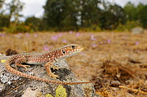 Ocellated lizard, (Timon lepidus), juvenile in habitat, Spain, September . Non-ex.