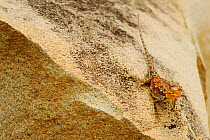 Kenyan rock agama, (Agama lionotus), female, Ruaha NP, Tanzania, . Non-ex.
