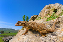 Moorish gecko, (Tarentola mauritanica), Sicily, Italy, April . Non-ex.