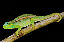 Montane side-striped chameleon, (Trioceros ellioti), in habitat, Nyungwe Forest NP, Rwanda, October . Non-ex.
