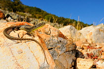Martinez-Rica&#39;s rock lizard,(Iberolacerta martinezricai), basking in habitat, Spain, October. Critically endangered species. Non-ex.