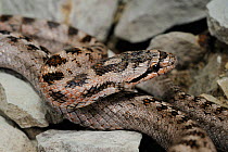 Southern smooth snake, (Coronella girondica), Italy, July . Non-ex.