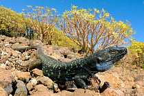 Gallot&#39;s lizard, (Gallotia galloti), male in habitat, Tenerife, Canary Islands, Spain, April . Non-ex.