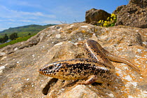 Ocellated skink, (Chalcides ocellatus), Sicily, Italy, April . Non-ex.