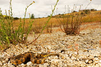 Viperine water snake, (Natrix maura), basking on river gravel, Spain, June . Non-ex.