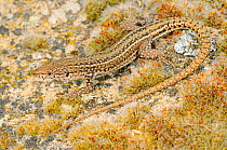 Iberian wall lizard, (Podarcis hispanicus), male on mossy rock, Spain, June . Non-ex.