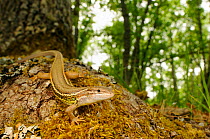 Large psammodromus, (Psammodromus algirus), in wood habitat, Spain, June . Non-ex.