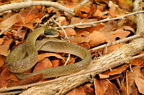 White-lipped herald snake, (Crotaphopeltis hotamboeia), Ruaha NP, Tanzania, January . Non-ex.