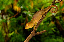 Circular-scaled chameleon, (Kinyongia gyrolepis), hanging from tree branch, Kahuzi-Biega NP, Democratic Republic of Congo, November . Non-ex.