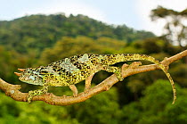 Johnston&#39;s three-horned chameleon, (Trioceros johnstoni), male on tree branch, Kahuzi-Biega NP, Democratic Republic of Congo, November . Non-ex.