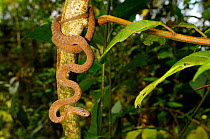 African egg-eating snake, (Dasypeltis atra), hanging from branch, Kahuzi-Biega NP, Democratic Republic of Congo, November . Non-ex.
