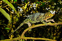 Johnston&#39;s three-horned chameleon, (Trioceros johnstoni), female on tree branch, Kahuzi-Biega NP, Democratic Republic of Congo, November . Non-ex.