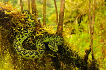 Great Lakes Bush Viper, (Atheris nitschei), hanging from branch in swamp, Kahuzi-Biega NP, Democratic Republic of Congo, November . Non-ex.
