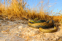 Montpellier snake, (Malpolon monspessulanus), in habitat, Spain, September . Non-ex.