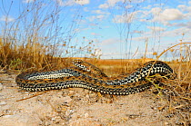 Montpellier snake, (Malpolon monspessulanus), juvenile in habitat, Spain, September . Non-ex.