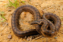 Smooth snake, (Coronella austriaca), Tuscany, Italy, June . Non-ex.