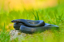 Western whip snake, (Hierophis viridiflavus), dark morph, basking in grass, Italy, April . Non-ex.