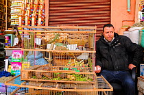 Reptiles (chameleons and turtles), sold as pets in market, Marrakesh, Morocco, January . Non-ex.