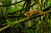 Ruwenzori side-striped chameleon, (Trioceros rudis), in habitat, Nyungwe Forest NP, Rwanda, December . Non-ex.