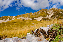 Meadow viper, (Vipera ursinii), basking in alpine meadow, Apennines, Italy, September . Non-ex.