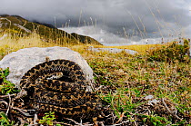 Meadow viper, (Vipera ursinii), basking before storm comes, Apennines, Italy, September . Non-ex.