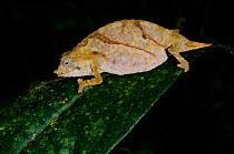 Boulenger&#39;s pygmy chameleon, (Rhampholeon boulengeri), showing paler colours at night, Nyungwe Forest NP, Rwanda, November . Non-ex.