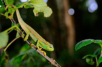 Montane side-striped chameleon, (Trioceros ellioti), in habitat, Nyungwe Forest NP, Rwanda, October . Non-ex.