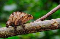 Boulenger&#39;s pygmy chameleon, (Rhampholeon boulengeri), on tree branch, Nyungwe Forest NP, Rwanda, October . Non-ex.