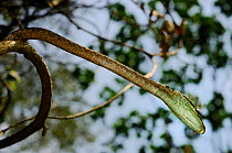 Twig snake, (Thelotornis kirtlandii) standing still among trees, Nyungwe Forest NP, Rwanda, October . Non-ex.
