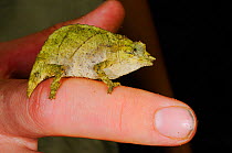 Boulenger&#39;s pygmy chameleon, (Rhampholeon boulengeri), adult on a finger, Nyungwe Forest NP, Rwanda, October . Non-ex.
