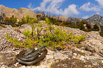 Western whip snake, (Hierophis viridflavus), basking on granite rocks, Montecristo Island, Tuscany, Italy, June . Non-ex.