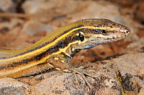 Boettger&#39;s lizard, (Gallotia caesaris), juvenile, La Gomera, Canary Islands, Spain, April . Non-ex.