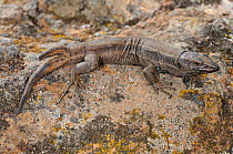 Boettger&#39;s lizard, (Gallotia caesaris), two-ended regenerated tail, La Gomera, Canary Islands, Spain, April . Non-ex.