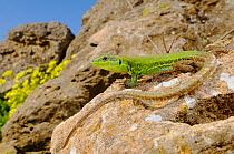 Sicilian wall lizard, (Podarcis wagleriana), Sicily, Italy, April . Non-ex.