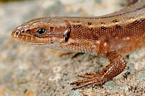 Viviparous lizard, (Zootoca vivipara), close-up of the head, Alps, Italy, September . Non-ex.