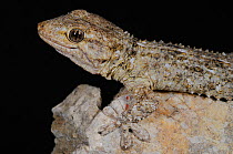 Moorish gecko, (Tarentola mauritanica), Italy, June . Non-ex.