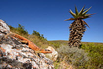 Cape girdled lizard, (Cordylus cordylus), South Africa, February . Non-ex.