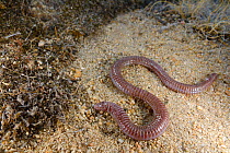 Iberian worm lizard, (Blanus cinereus), emerging from sandy soil, Spain, October . Non-ex.