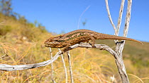 Robertson dwarf chameleon, (Bradypodion gutturale), South Africa, February . Non-ex.