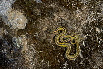 Viperine water snake, (Natrix maura), resting on mossy rock, Spain, October . Non-ex.