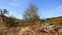 Angulate tortoise, (Chersina angulata), South Africa, February . Non-ex.