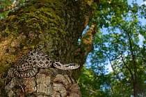 Four-lined snake, (Elaphe quatuorlineata), juvenile coiled on Downy oak (Quercus pubescens) trunk, Croatia, April . Non-ex.