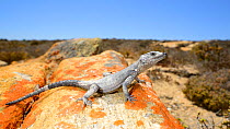 Karoo Girdled Lizard, (Karusasaurus polyzonus), black morph, covered in sea salt, Little Namaqualand, South Africa, February . Non-ex.
