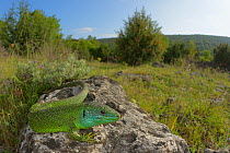 Balkan green lizard, (Lacerta trilineata), basking in habitat, Croatia, April . Non-ex.