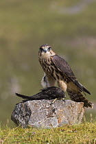 Merlin (Falco columbarius) with Swift (Apus apus) prey , Cumbria, UK, captive. July