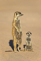 Meerkats (Suricata suricatta) pregnant female with pup, Kgalagadi Transfrontier Park, Northern Cape, South Africa.
