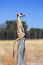 Meerkat (Suricata suricatta) sentry, Kgalagadi Transfrontier Park, Northern Cape, South Africa.
