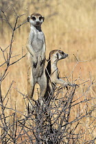 Meerkat (Suricata suricatta) sentries, Kgalagadi Transfrontier Park, Northern Cape, South Africa.