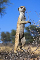 Meerkat (Suricata suricatta) sentry, Kgalagadi Transfrontier Park, Northern Cape, South Africa.